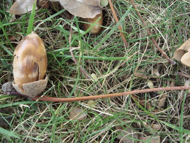 Quercus robur gland pedoncule